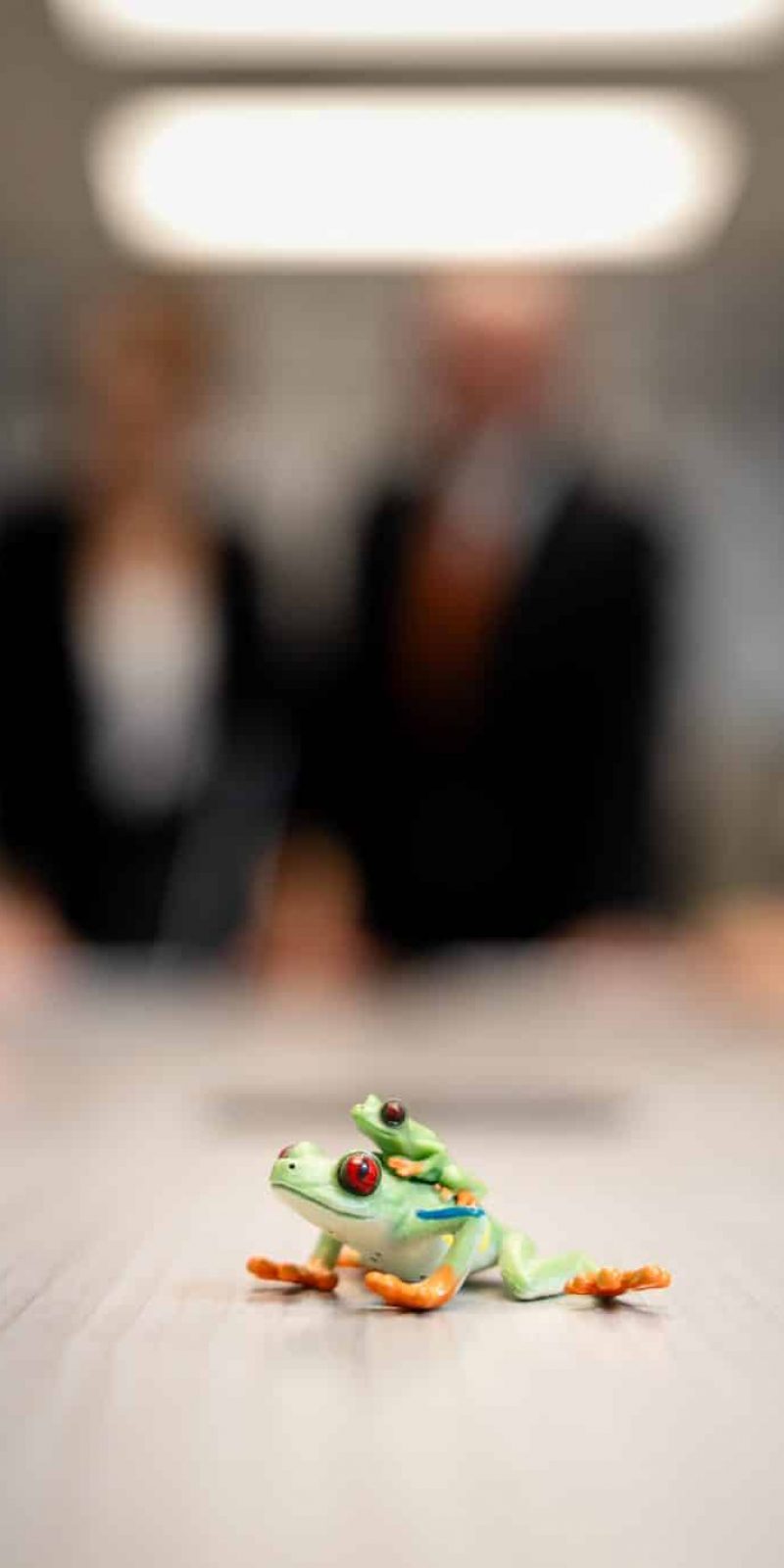 frogs on desk