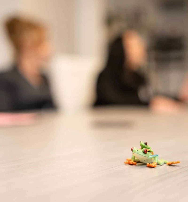 frogs on desk