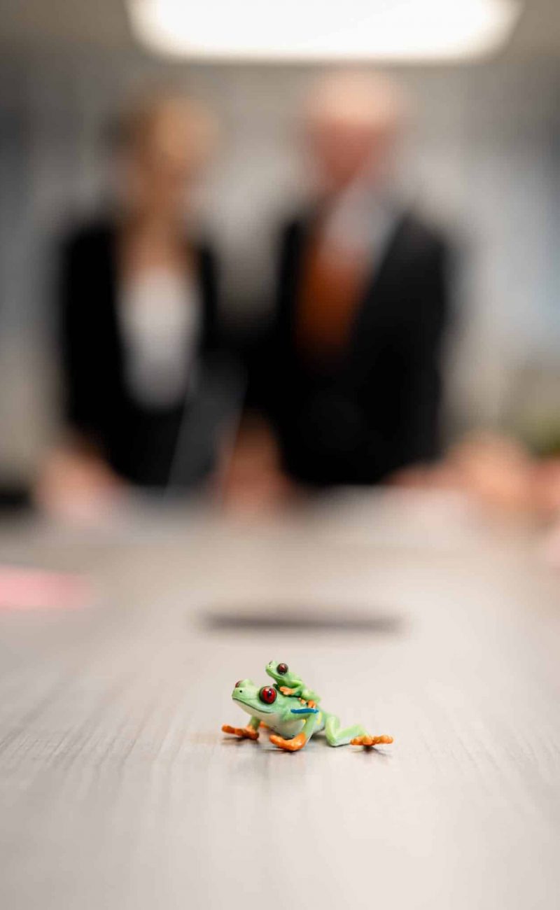 frogs on desk